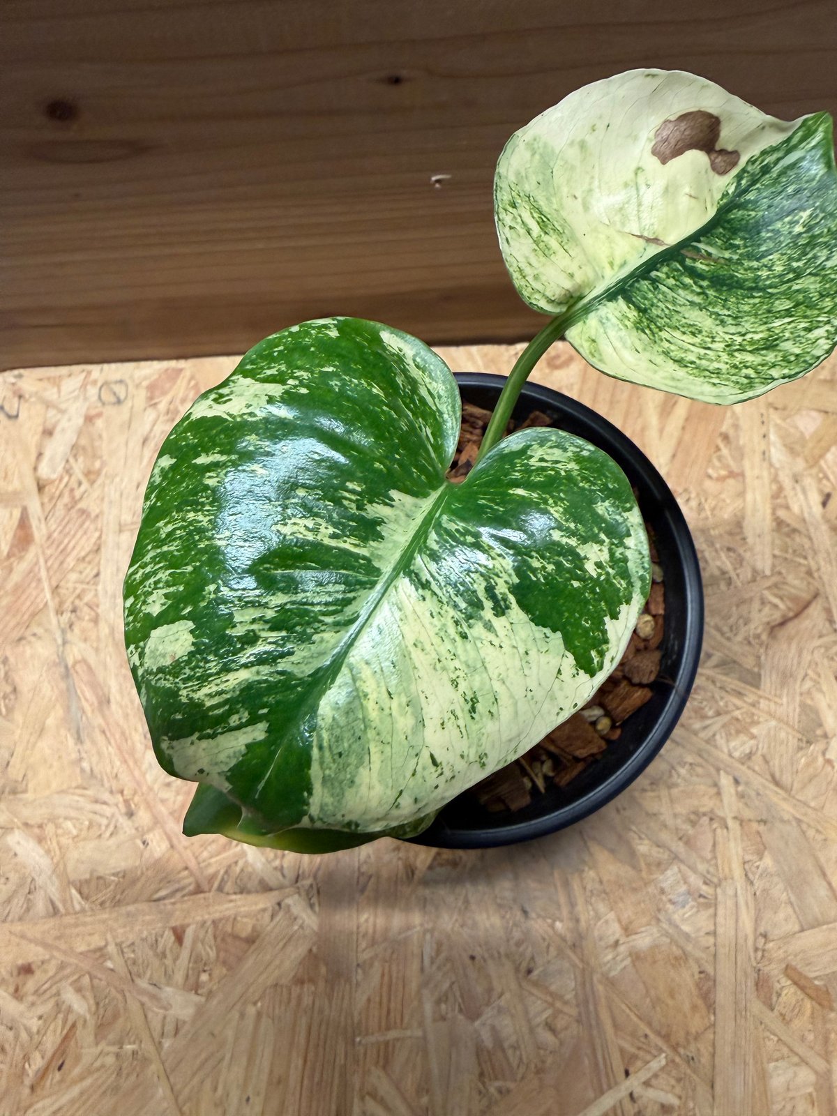 モンステラ デリシオーサ 'サイアムミント' | GREEN LUCK