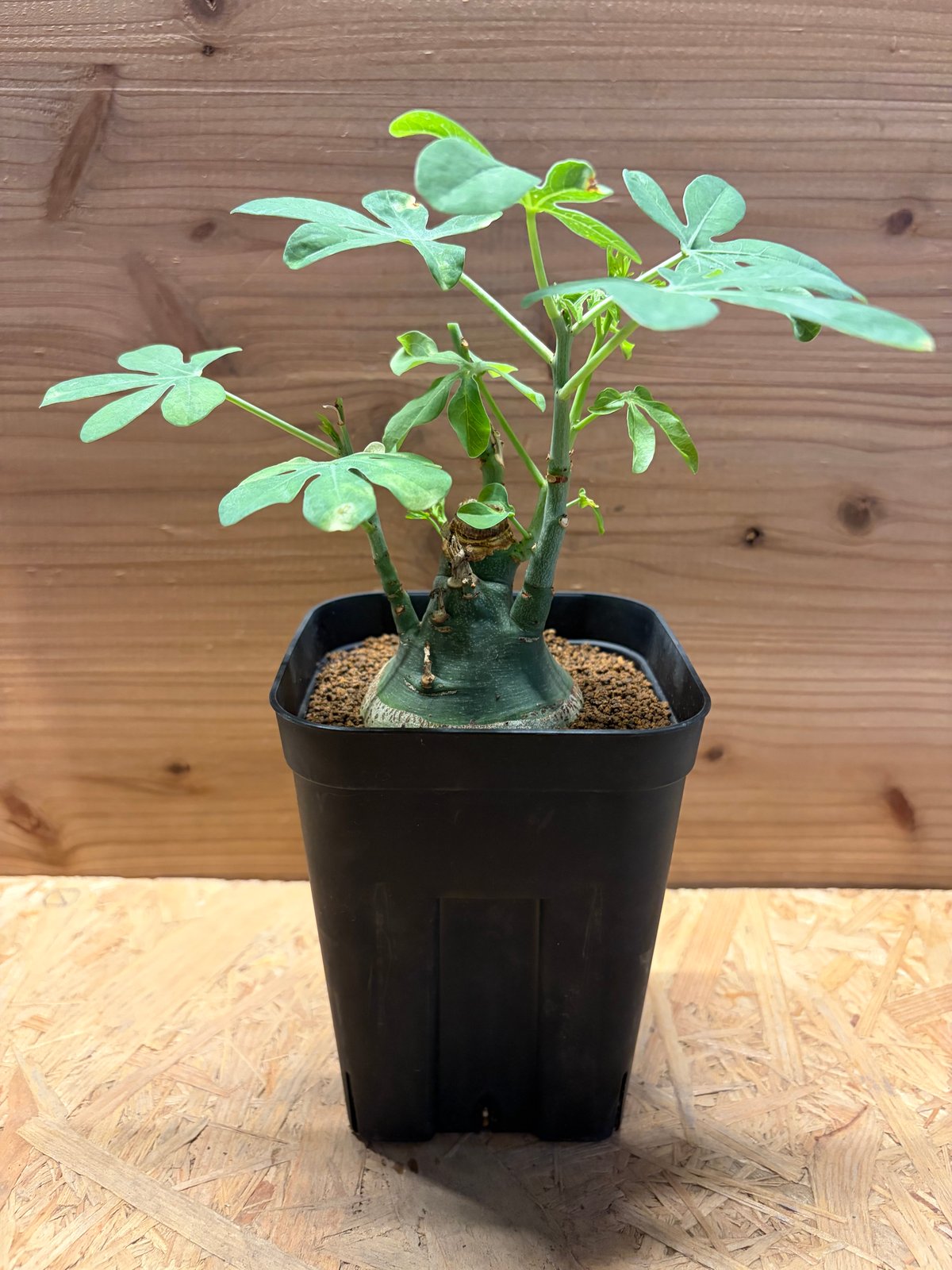 大人気 アデニアグラウカ 発根済 アデニア 鉢つき 観葉植物 可愛い アデニア グラウカ | GREEN LUCK