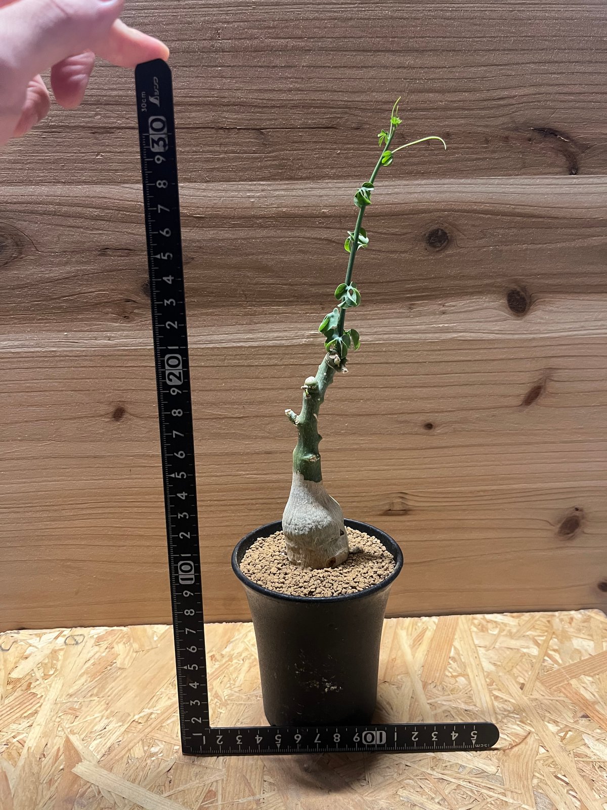 アデニア フルチコーサ2 スピノーサ グラウカ アデニア・スピノーサの基本情報・育て方｜多肉植物・サボテン