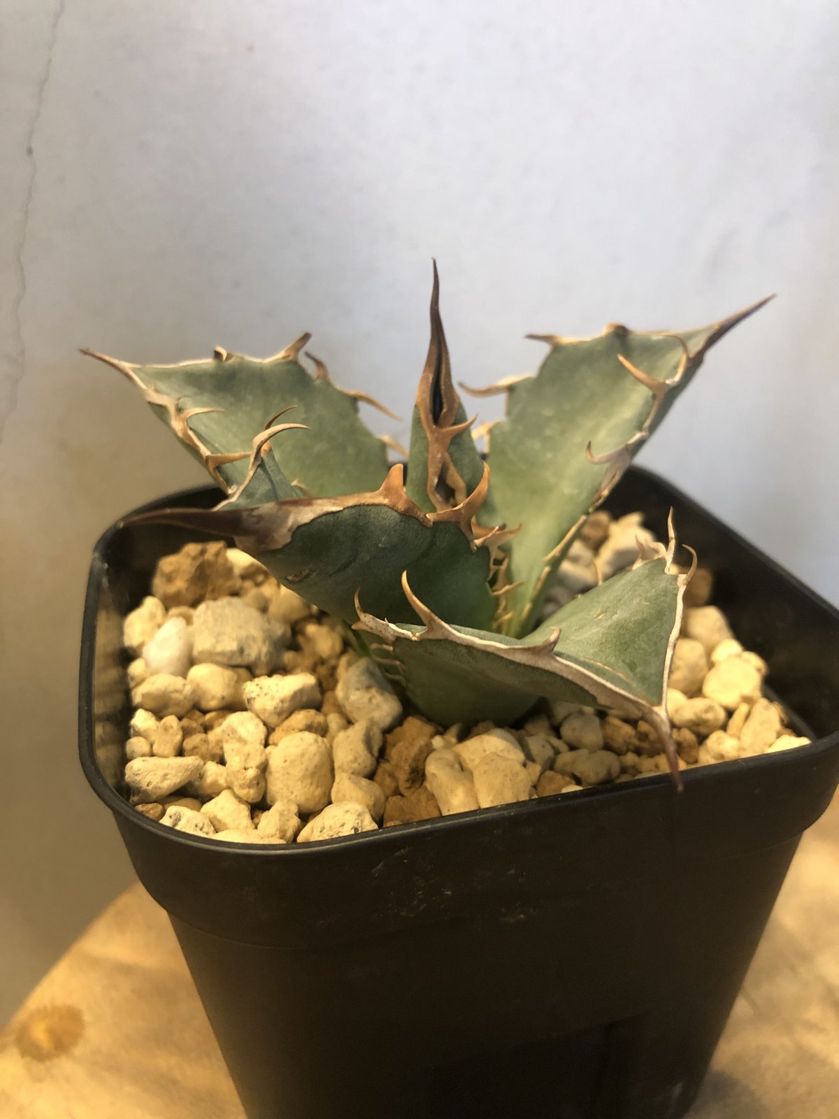 アガベ チタノタ wtc 2020-1 nプラ選抜agave titanota - 植物/観葉植物