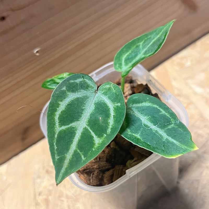 アンスリウム エンジェルズドリーム 二芽 アンスリウム エンジェルズドリーム | GREEN LUCK