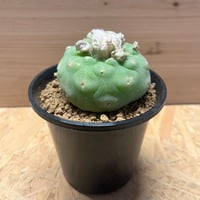ロフォフォラ　ディフューサ　翠冠玉