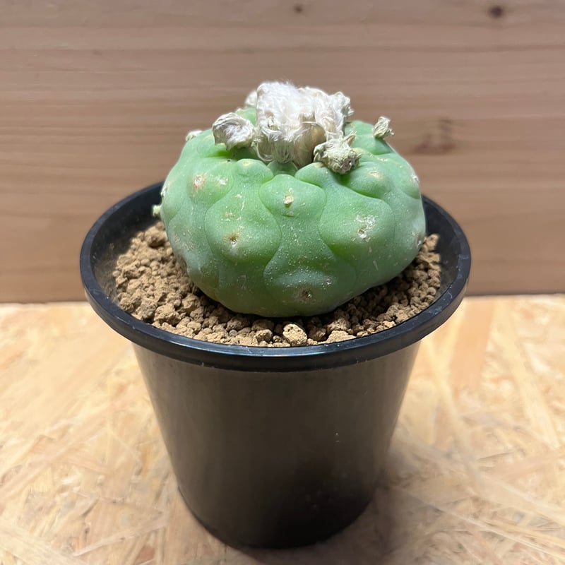 ロフォフォラ ディフューサ 翠冠玉 | GREEN LUCK