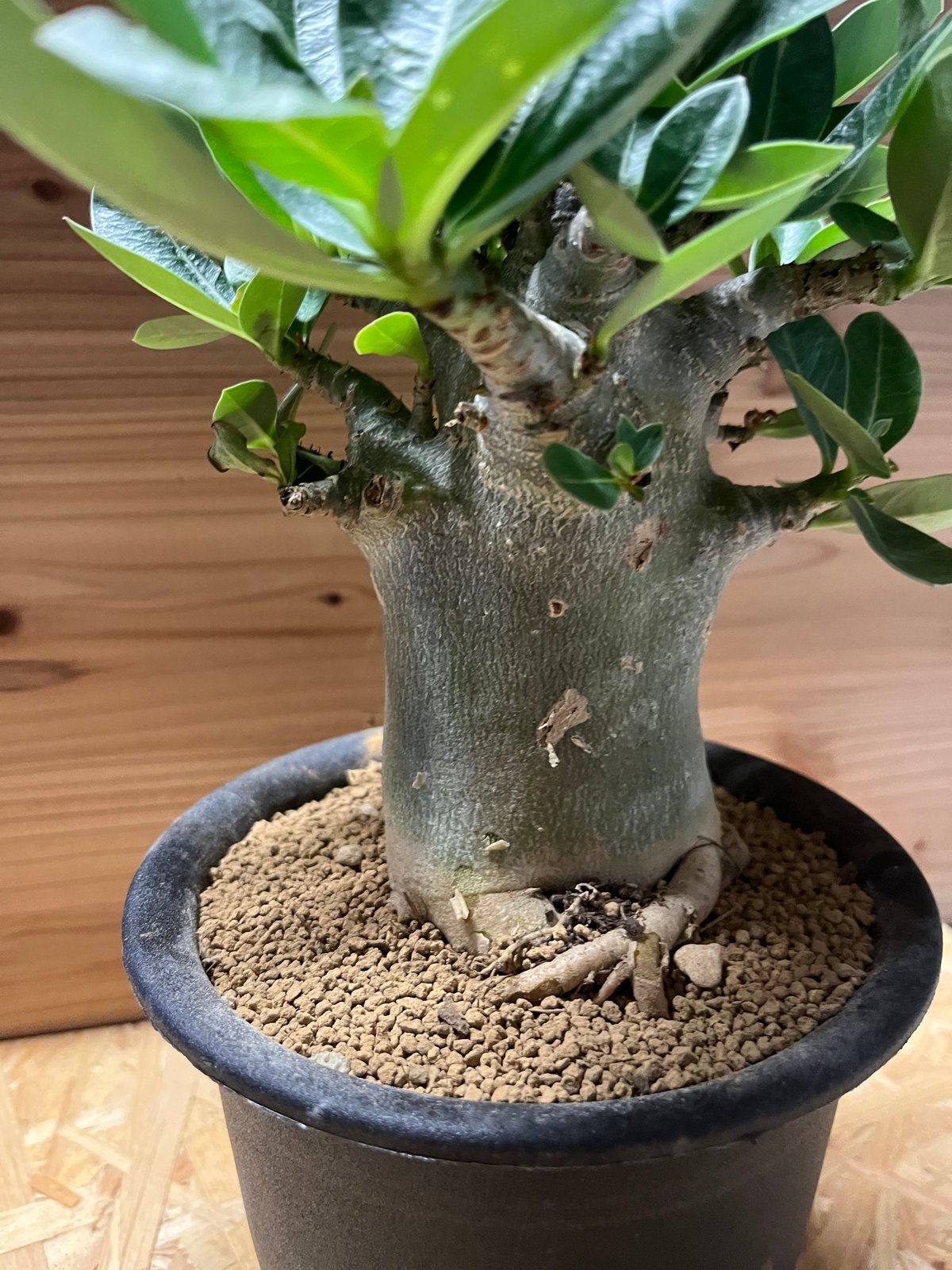 S.K.C　PA56,58,59　アデニウム　アラビカム S.K.C様専用 PA56,58,59 アデニウム アラビカム