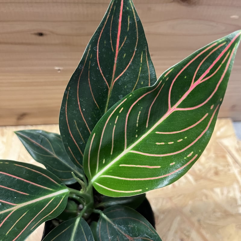 アグラオネマ ロタンダム | GREEN LUCK