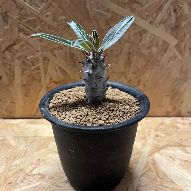 パキポディウム　カクチペス　観葉植物 パキポディウム カクチペス | GREEN LUCK