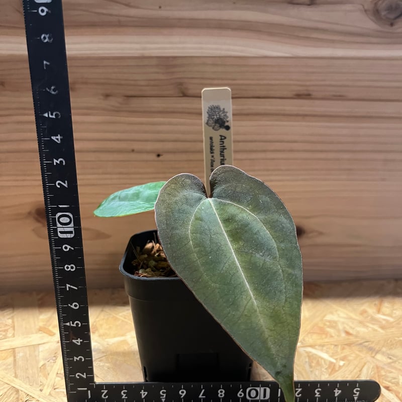 アンスリウム アントラキー×エースオブスペード×レッドクリスタ