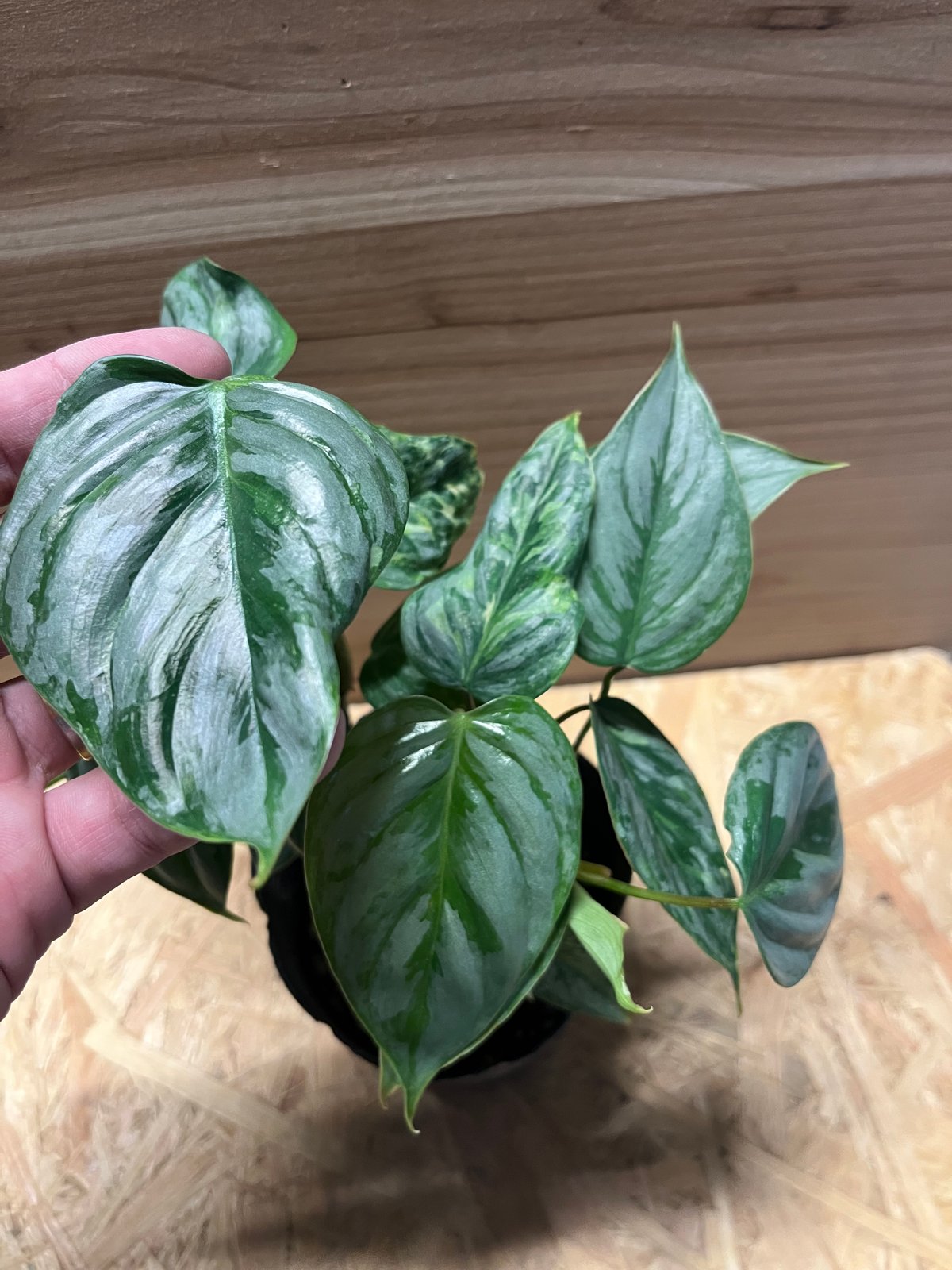 フィロデンドロン ソディロイ バリエガータ | GREEN LUCK