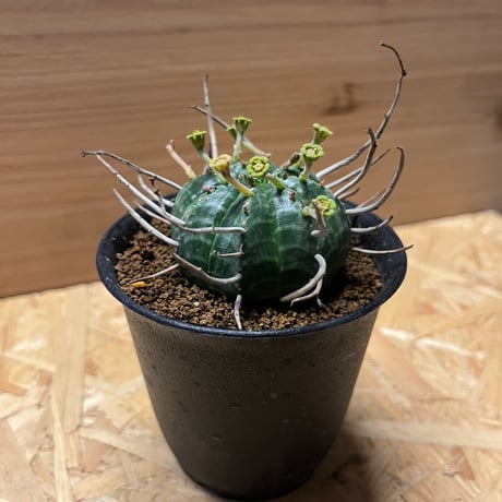 ユーフォルビア　バリダ　雄株