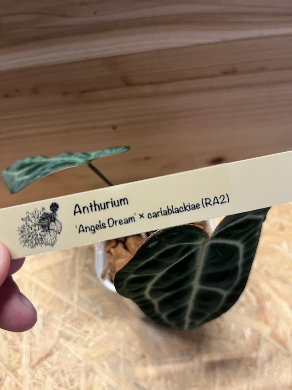 アンスリウム エンジェルズドリーム×Carlablackiae | GREEN LUCK