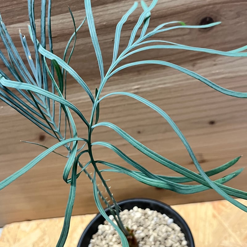 サイカス カイルンシアナ | GREEN LUCK