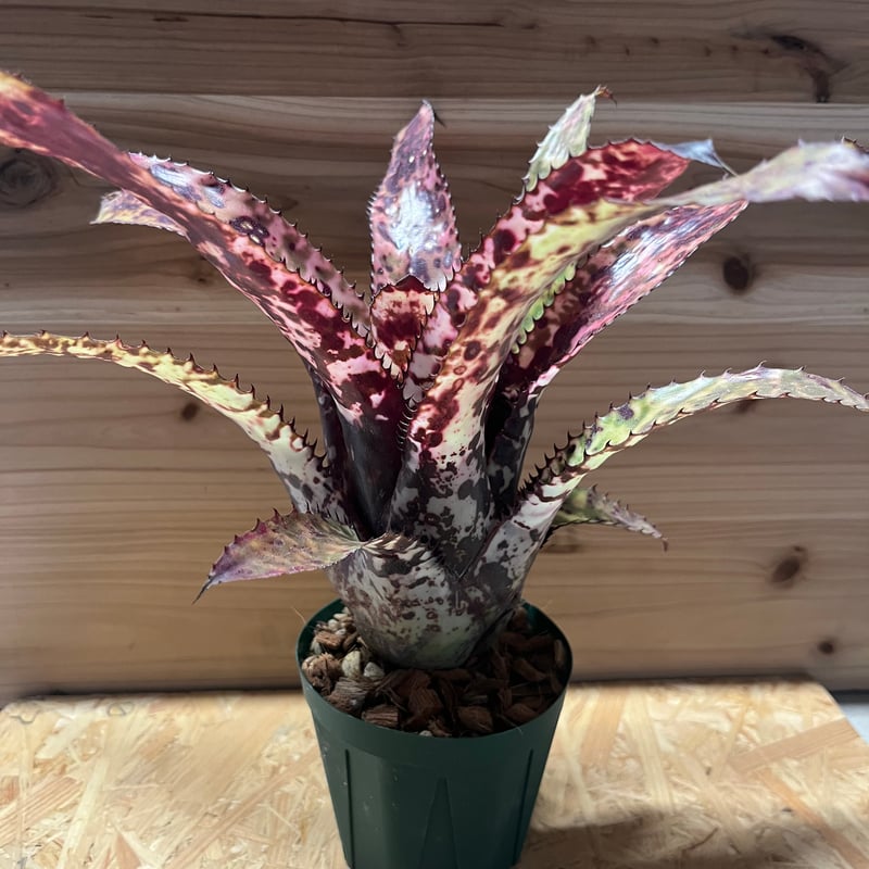 エクメア オーランディアナ レインボー | GREEN LUCK