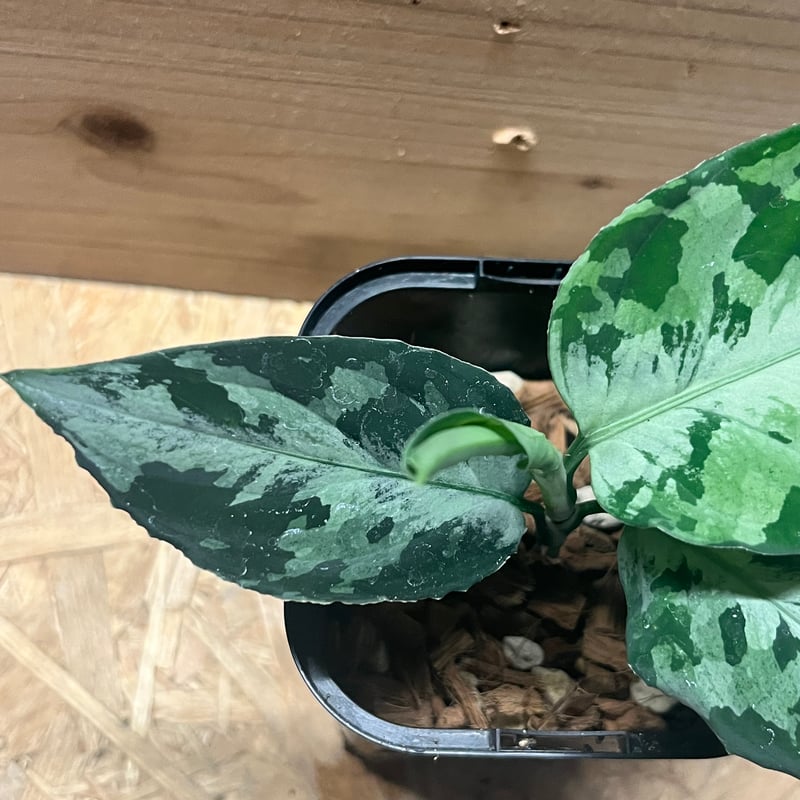 アグラオネマ ピクタム トリカラー ニアス | GREEN LUCK