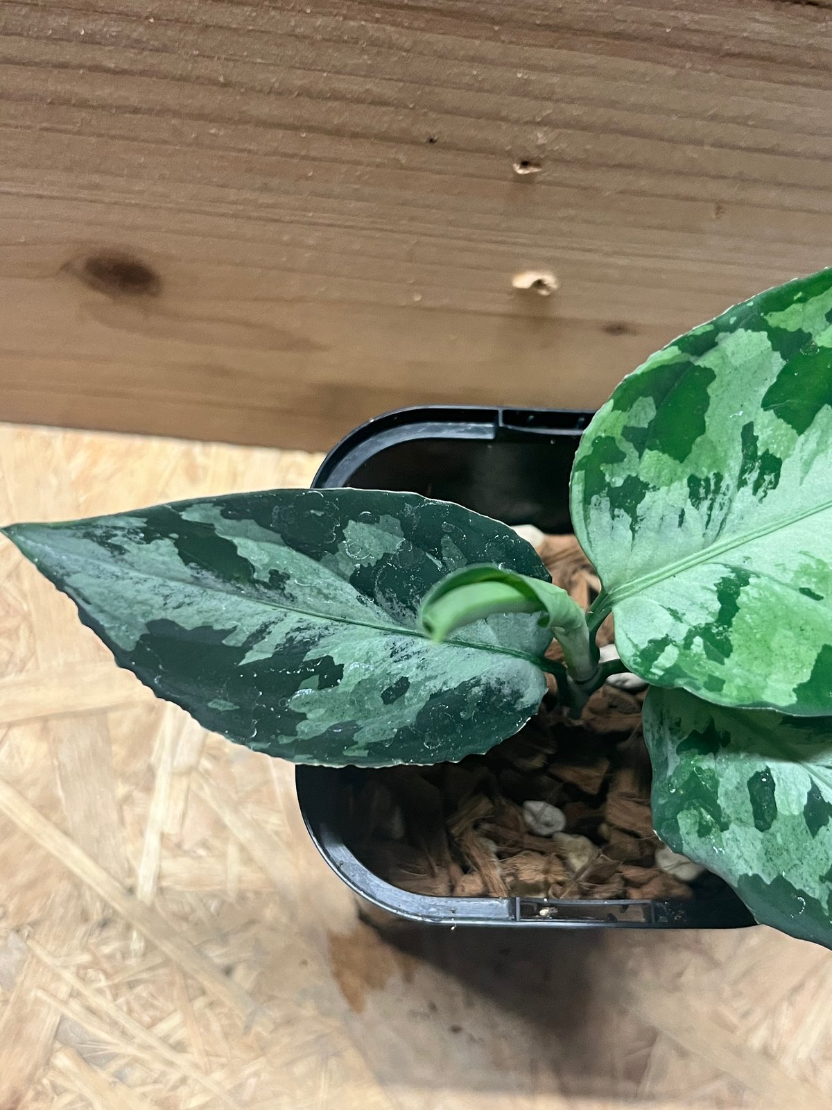 アグラオネマ ピクタム トリカラー ニアス | GREEN LUCK