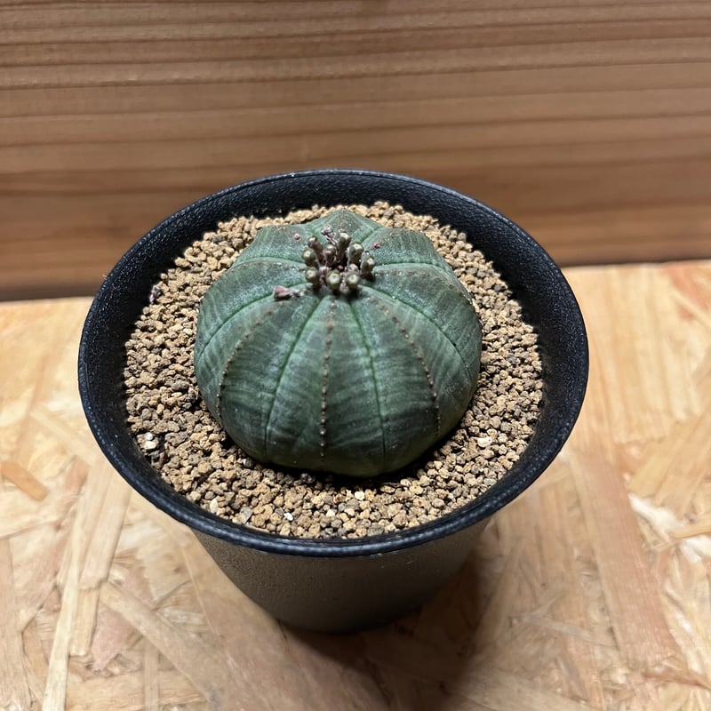 ユーフォルビア オベサ | GREEN LUCK