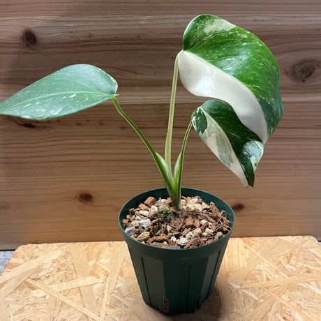 M3超希少 斑入りモンステラ デリシオーサ ボルシギアナ セブブルー ミント M3超希少 斑入りモンステラ デリシオーサ ボルシギアナ セブブルー