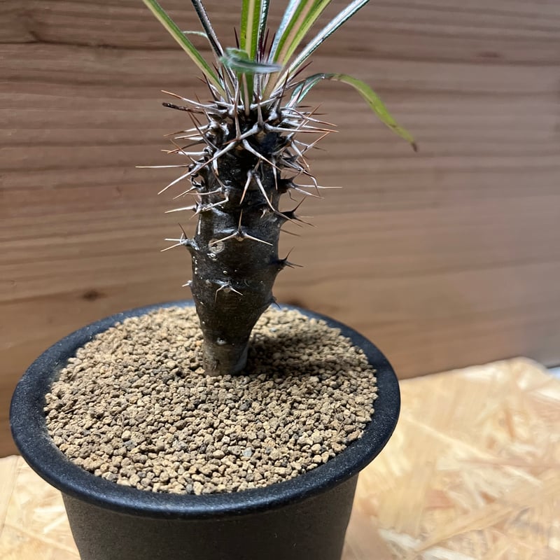 観葉植物　パキポ ゲアイー パキポディウム ゲアイー | GREEN LUCK