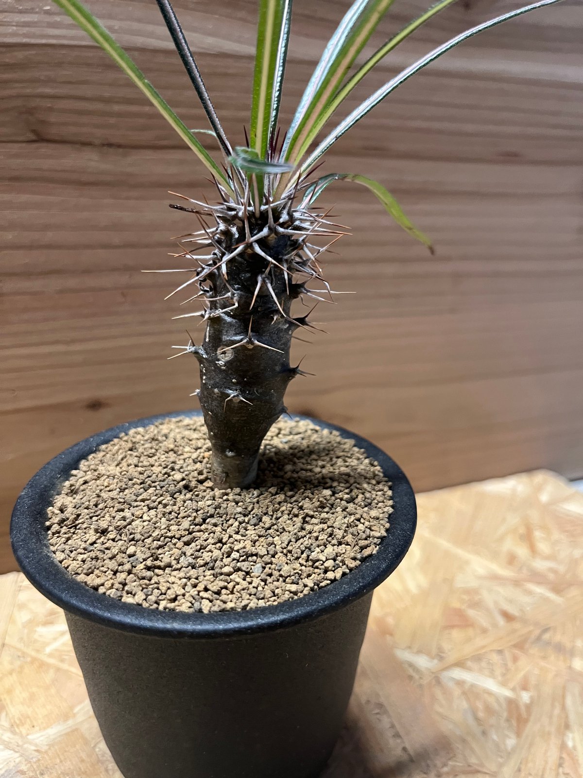 パキポディウム ゲアイー | GREEN LUCK