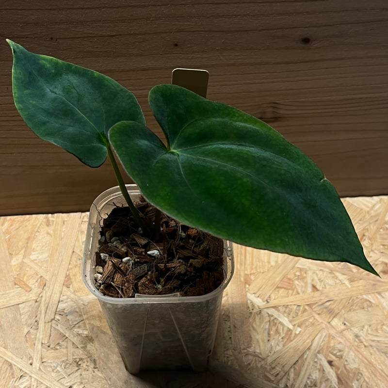 アンスリウム ダーケストパナマ×ソウルリーパー | GREEN LUCK