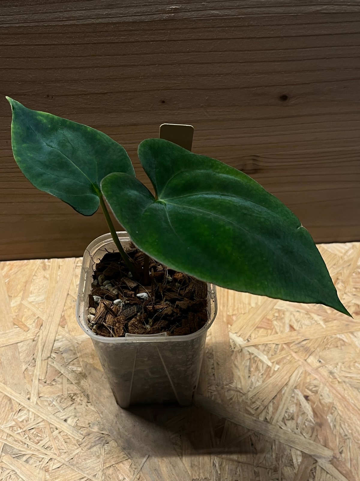 アンスリウム ダーケストパナマ×ソウルリーパー | GREEN LUCK