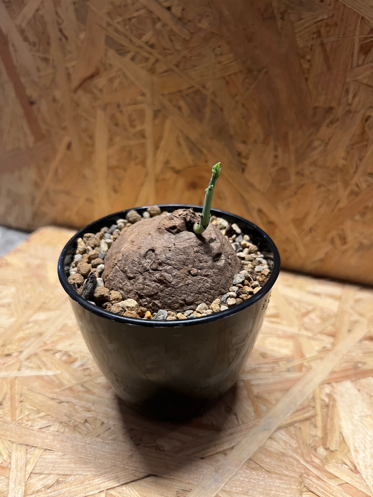 ステファニア エレクタ ステファニア エレクタ 3.5号鉢入り の通販 | 園芸ネット