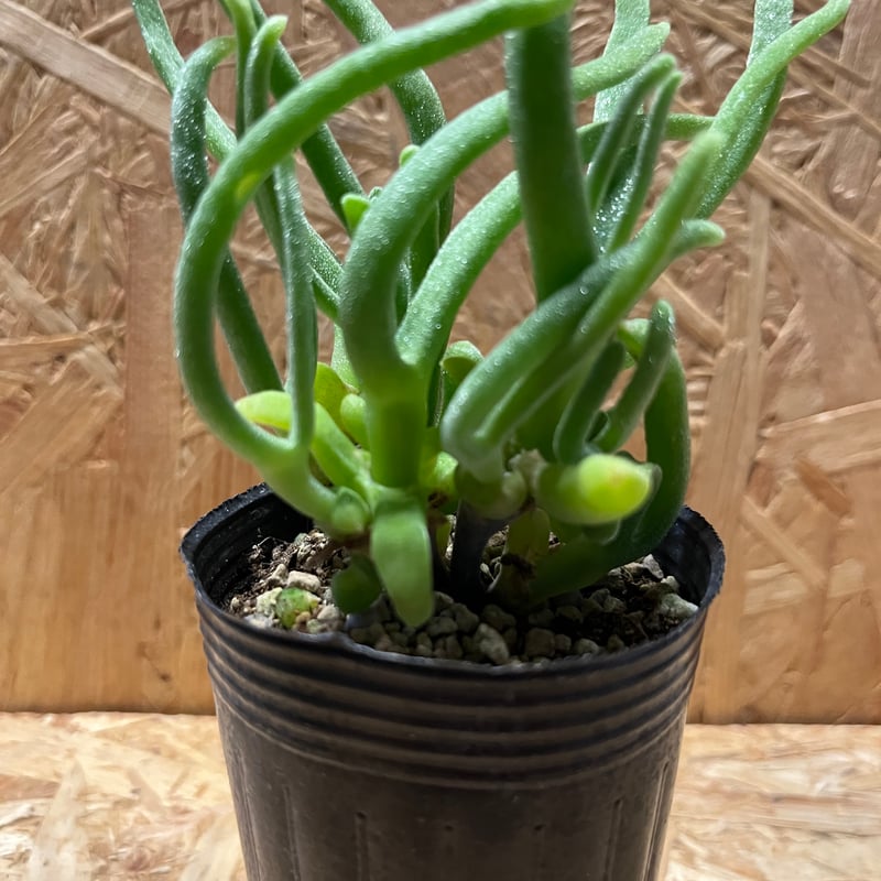 モニラリア モニリフォルミス | GREEN LUCK