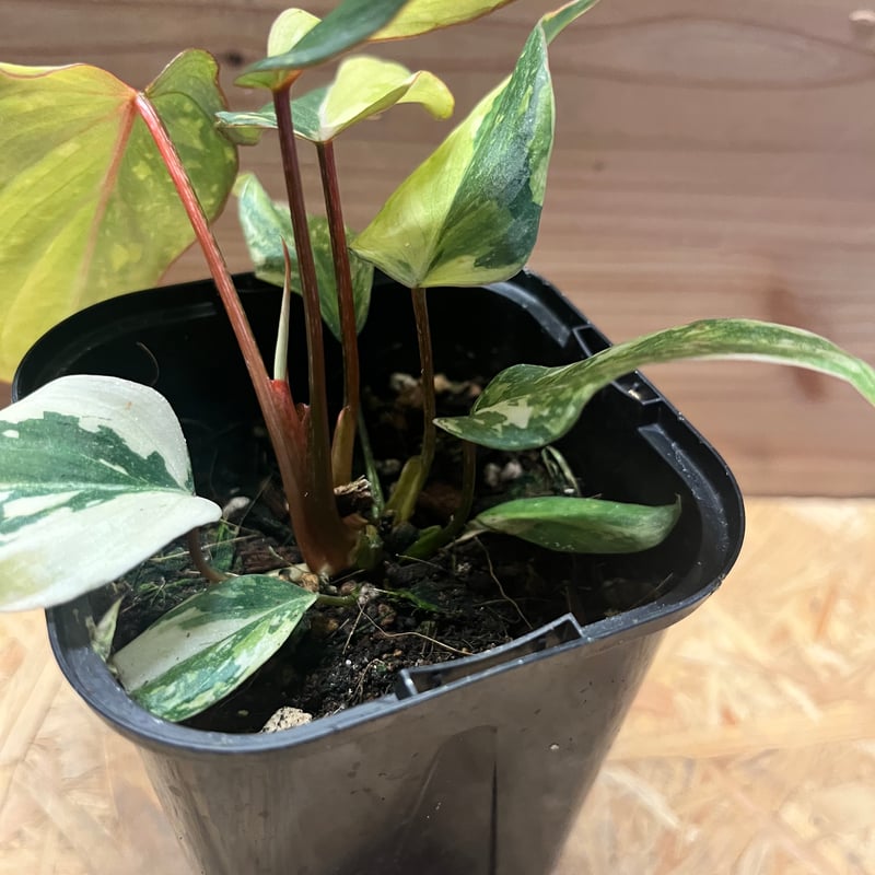 フィロデンドロン グロリーオサム 'トリカラー' | GREEN LUCK