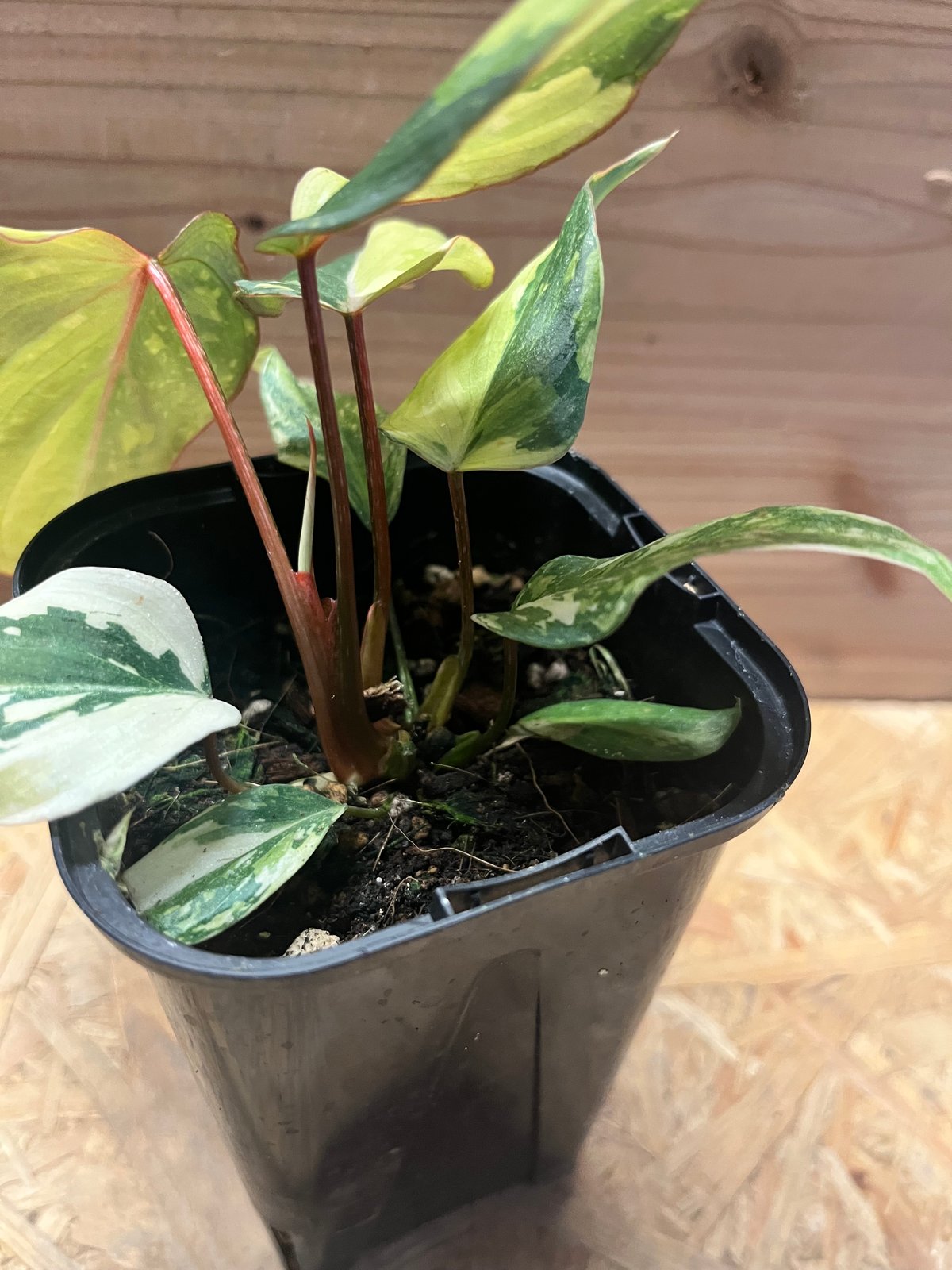 フィロデンドロン グロリーオサム 'トリカラー' | GREEN LUCK