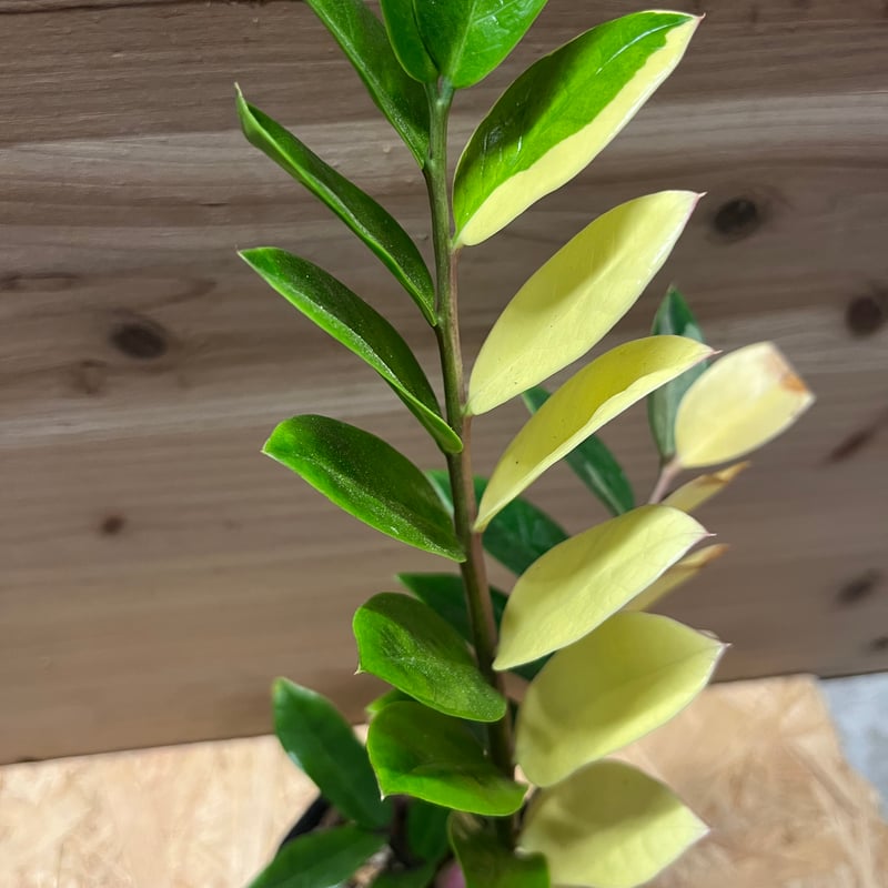 ザミオクルカス ザミフォーリア 斑入り | GREEN LUCK