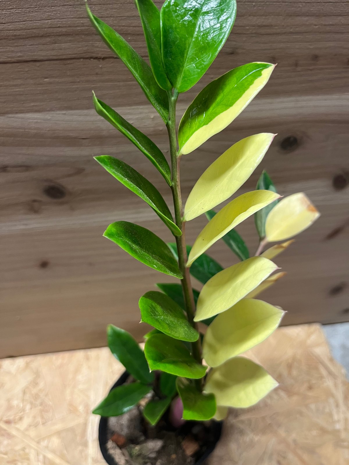 超希少❗️美株❗️ザミオクルカス　ザミフォーリア　斑入り✨ 超希少❗️美株❗️ザミオクルカス ザミフォーリア 斑入り