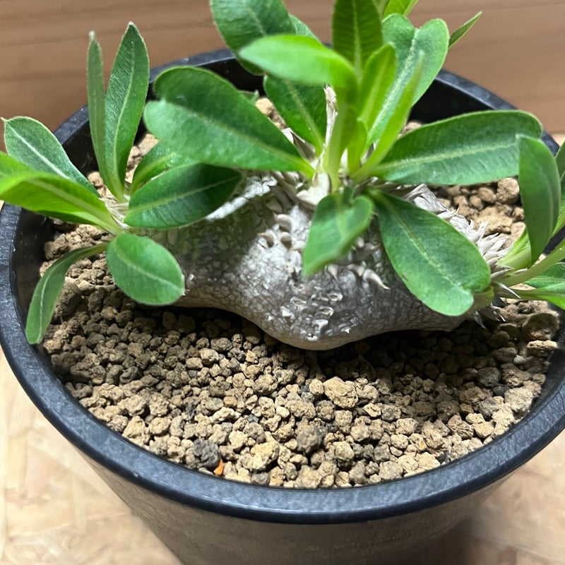 パキポディウム 恵比寿笑い | GREEN LUCK