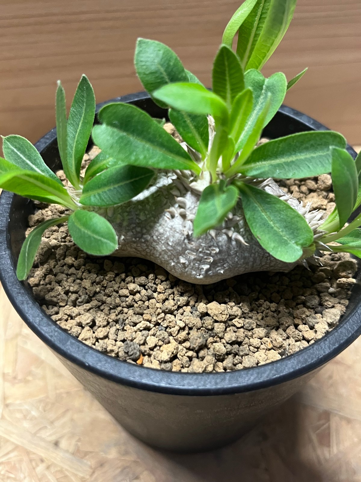 パキポディウム 恵比寿笑い | GREEN LUCK