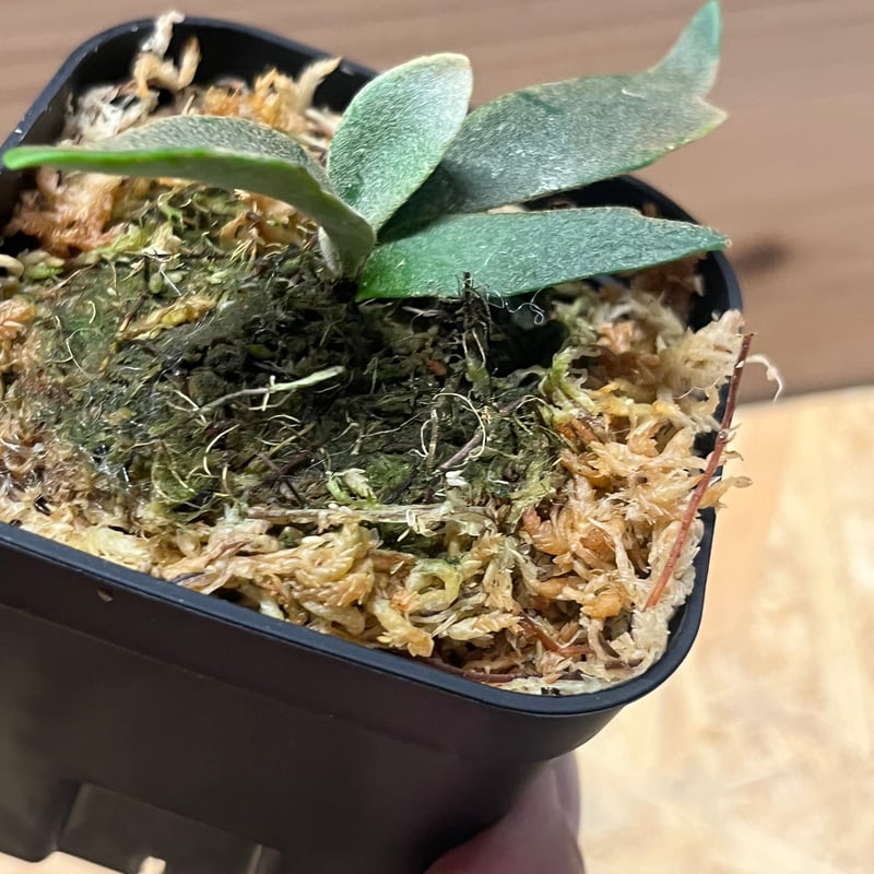 ビカクシダ ジェニー | GREEN LUCK