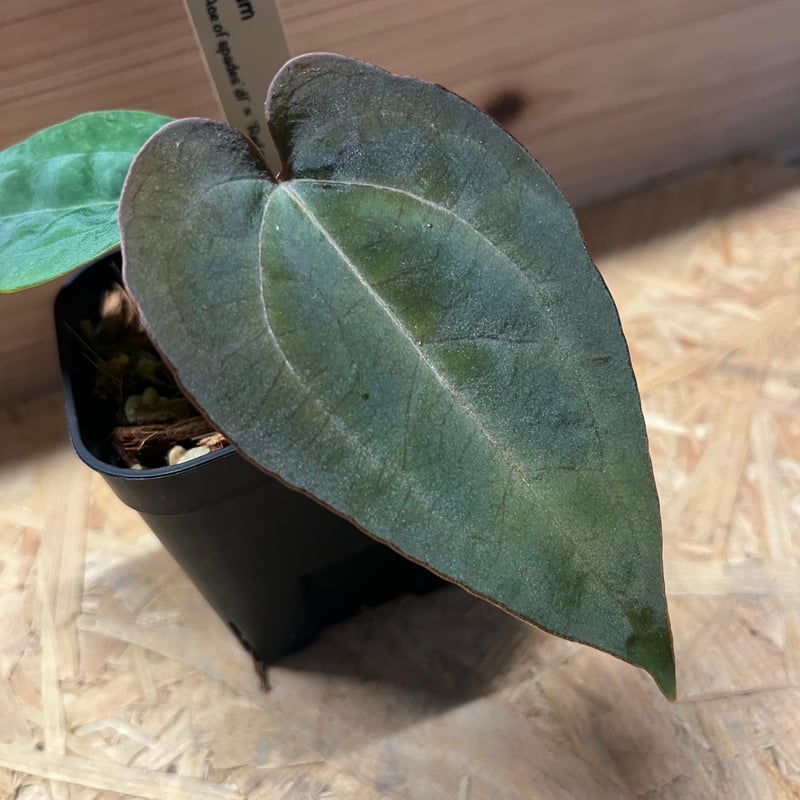 アンスリウム アントラキー×エースオブスペード×レッドクリスタリナム