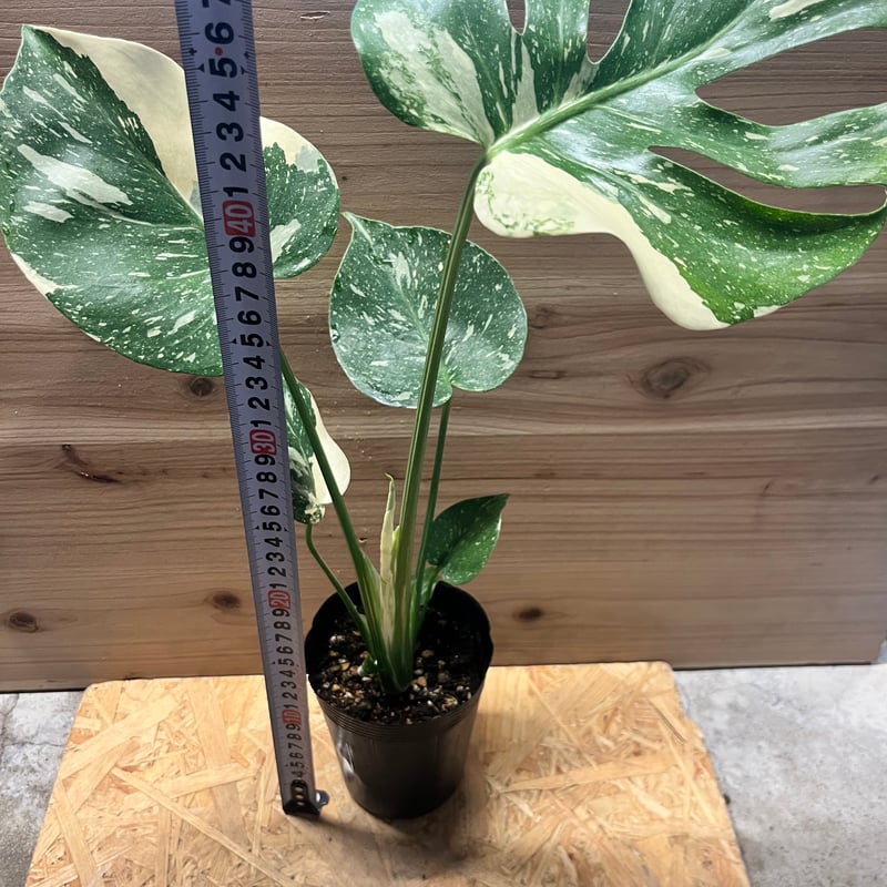 【3537828】モンステラ デリシオーサ レガシー ビトロ苗 3537828】モンステラ デリシオーサ レガシー ビトロ苗 モンステラ