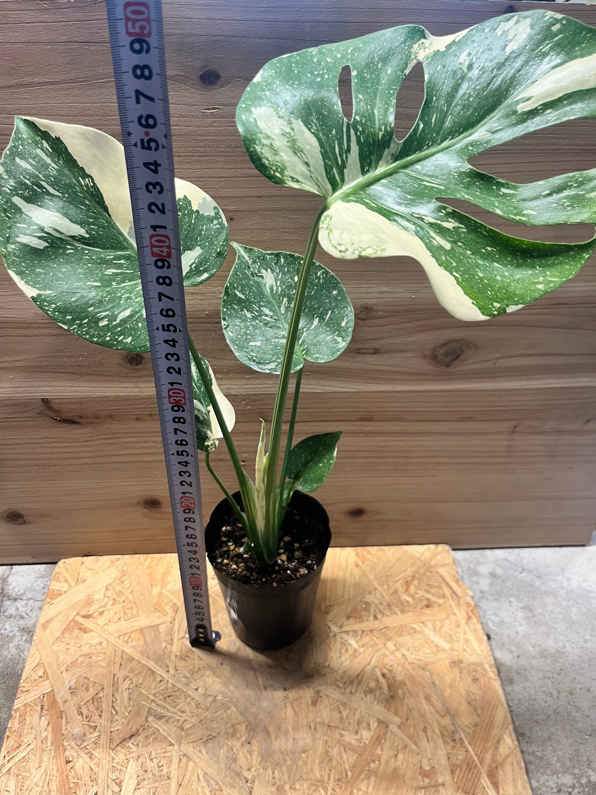 モンステラ デリシオーサ タイコンステレーション | GREEN LUCK