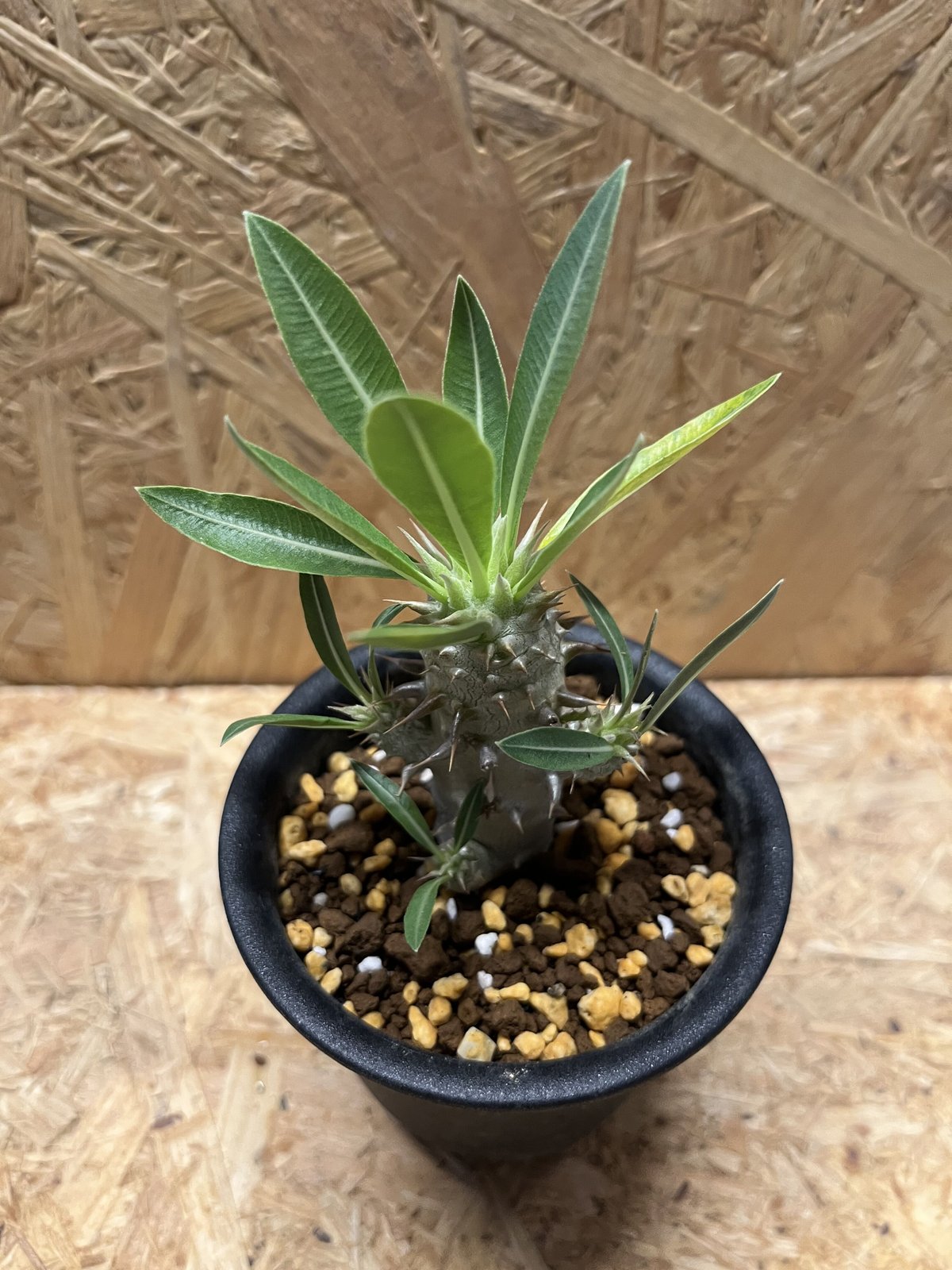 パキポディウム ロスラーツム | GREEN LUCK