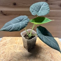 フィロデンドロン セローム 斑入り | GREEN LUCK