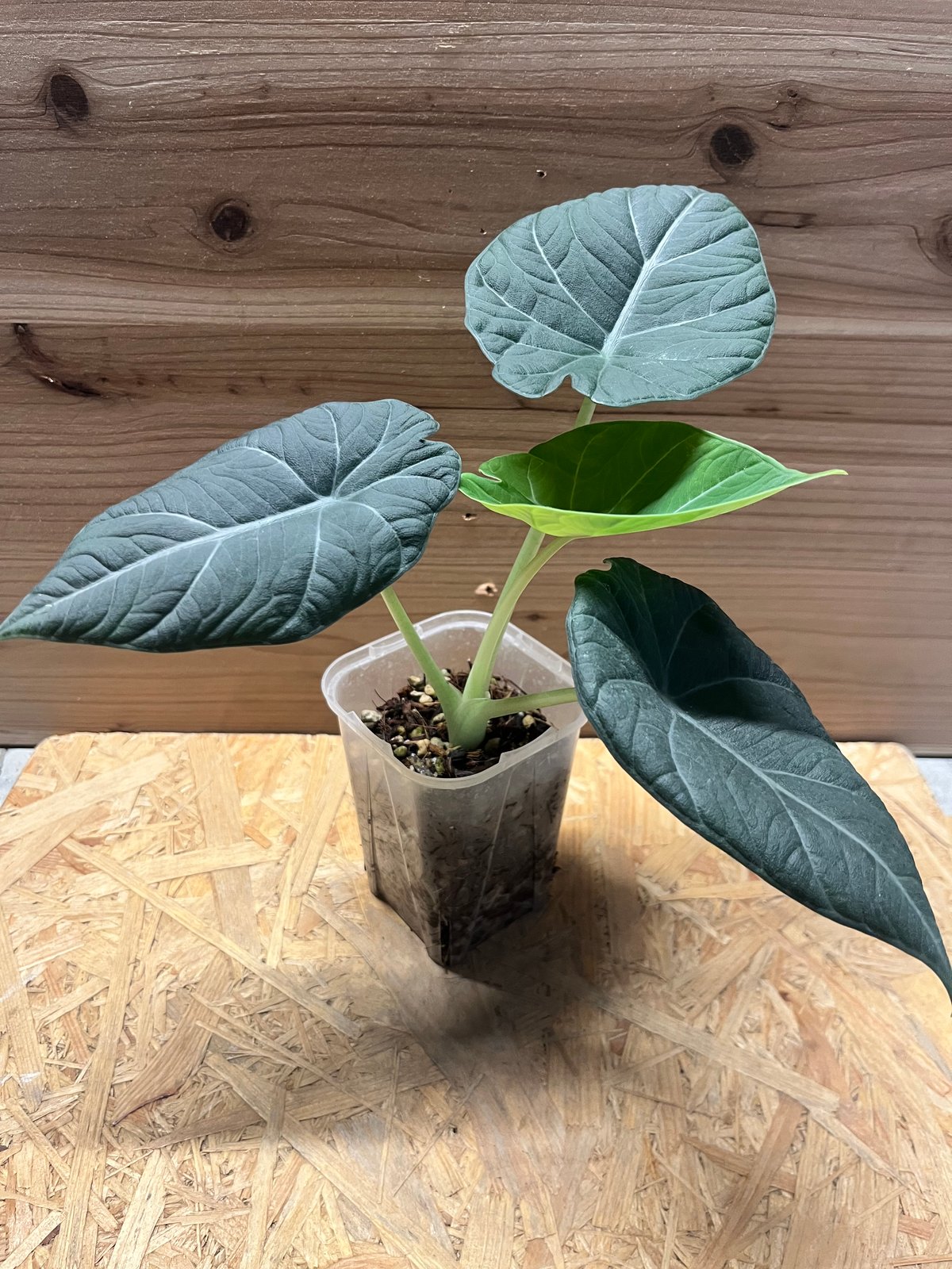 アロカシア マハラニ アルボ アロカシア・マハラニ・アルボ 斑入り (full moon +tricolor