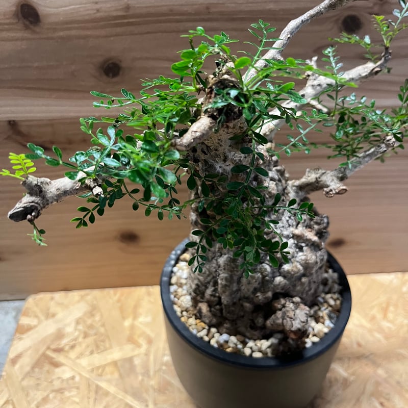 グラキリス3点セット オマケ付き（パキプス種） グラキリス3点セット オマケ付き（パキプス種）