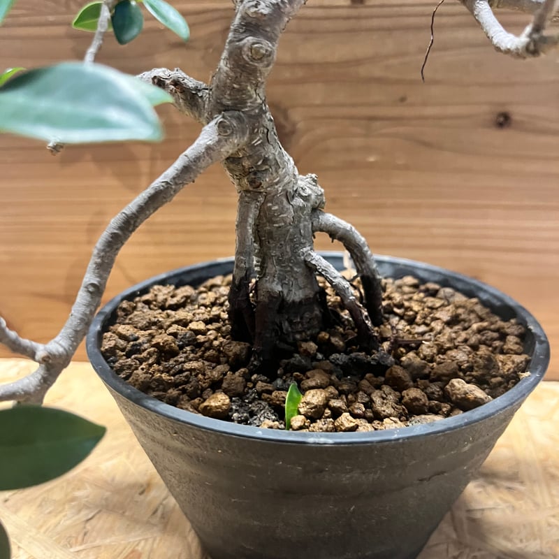 フィカス ミクロカルパ ガジュマル盆栽 | GREEN LUCK