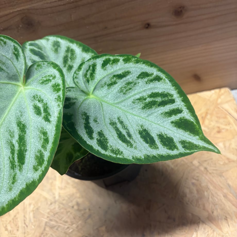 6a13bf6d4cf9ac0867260d95
