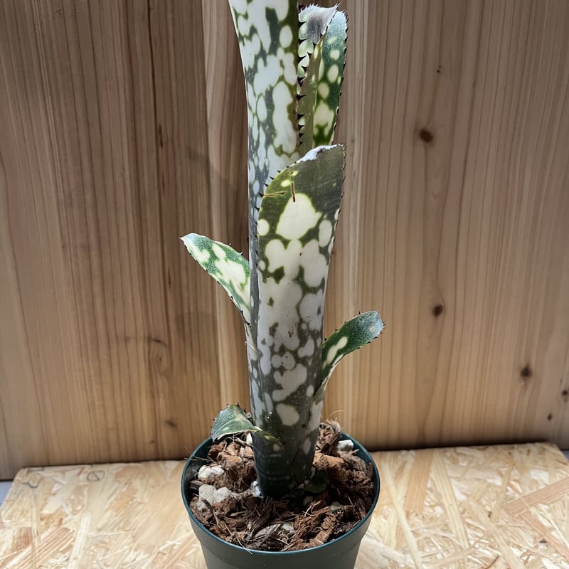 ビルベルギア メリーモナーク　美株！ ビルベルギア メリーモナーク | GREEN LUCK