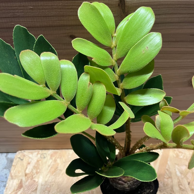 ザミア・フルフラセア ザミア・フルフラケラ 5号-6号程度 ザミア・フルフラセア 6号 - 植物と暮らす m-plant