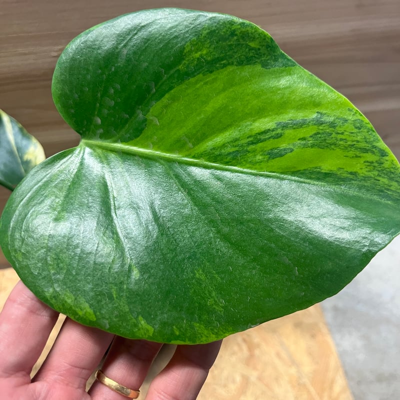 モンステラ　イエローマリリン　デリシオーサ　黄斑モンステラ モンステラデリシオーサイエローマリリン( Monstera Deliciosa