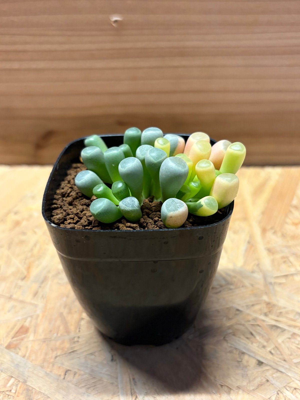 五十鈴錦　多肉植物 フェネストラリア ロパロフィラ '五十鈴玉錦' | GREEN LUCK