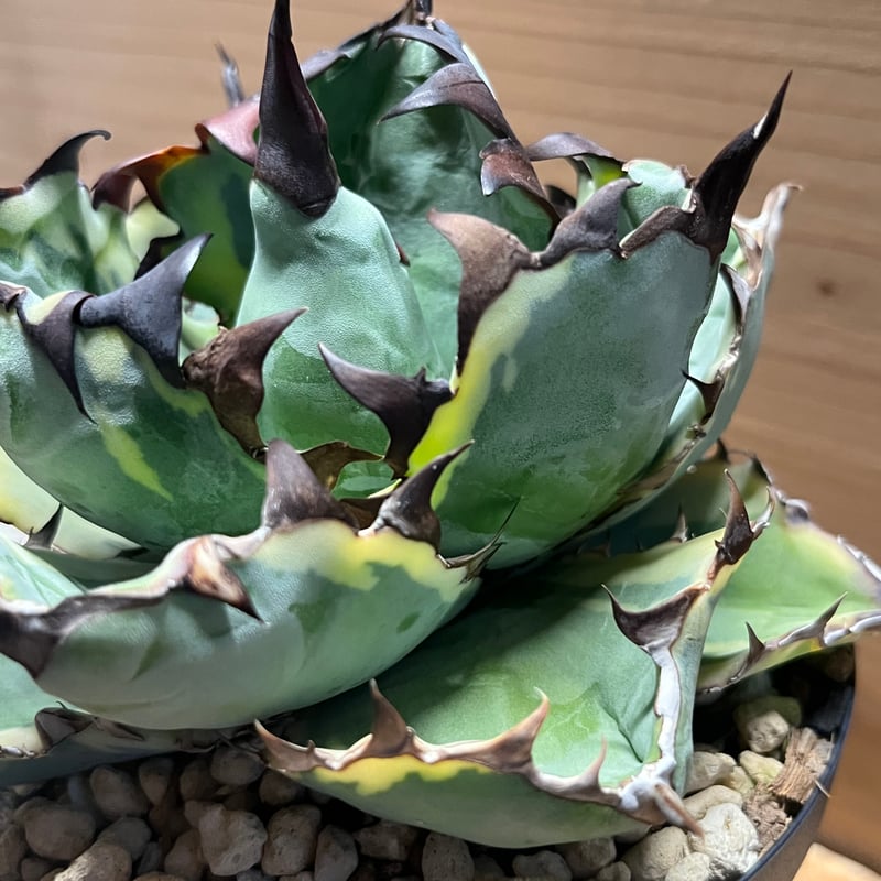 アガベ チタノタ ブルーダイヤモンド | GREEN LUCK
