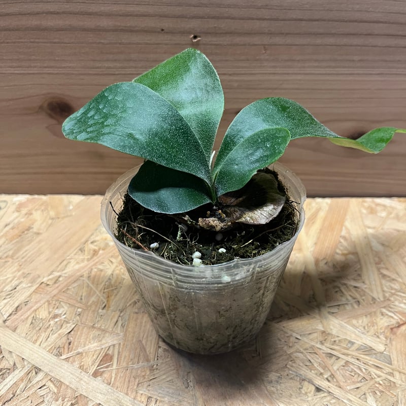 ビカクシダ フーンシキ | GREEN LUCK