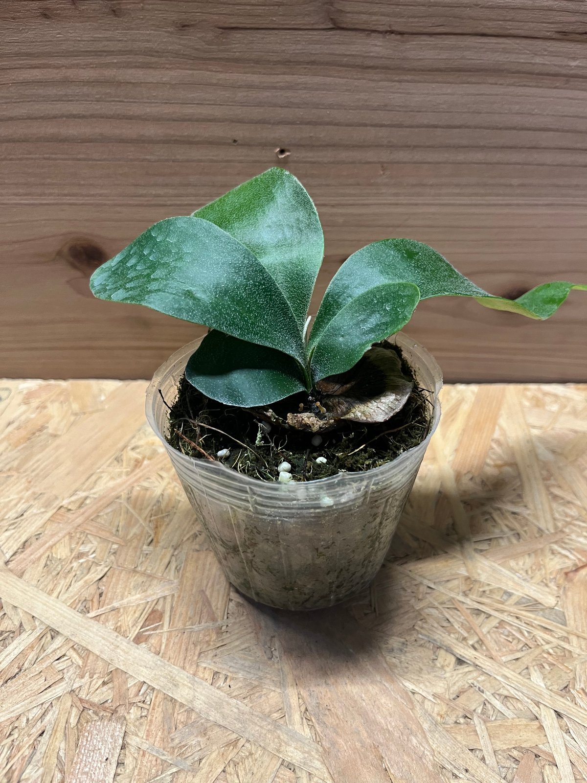 ビカクシダ フーンシキ | GREEN LUCK