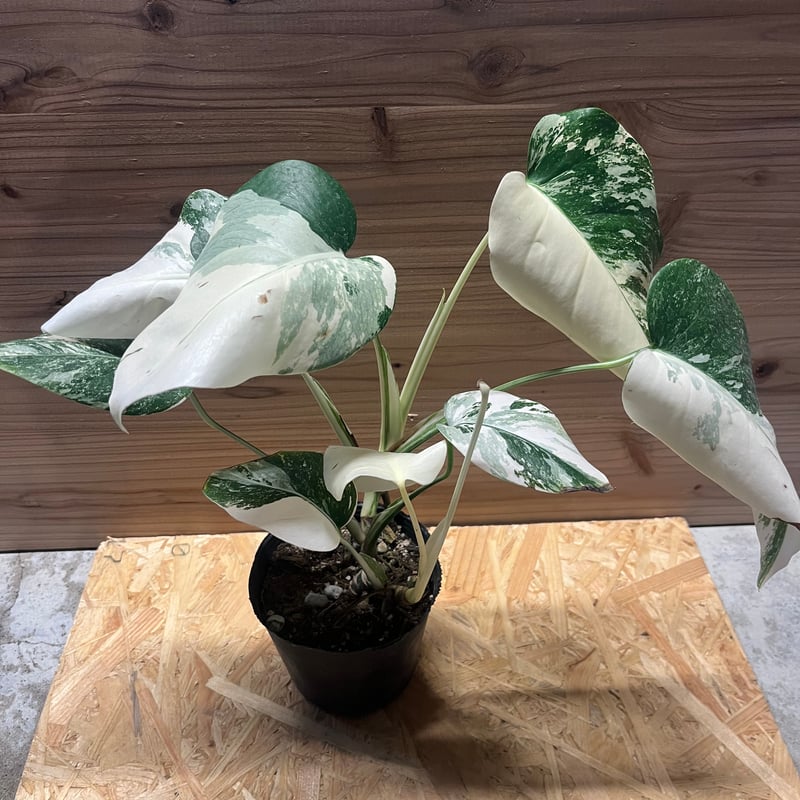 SALE❣️斑入り モンステラ 極斑‪ෆ ̖́-‬ - 植物/観葉植物